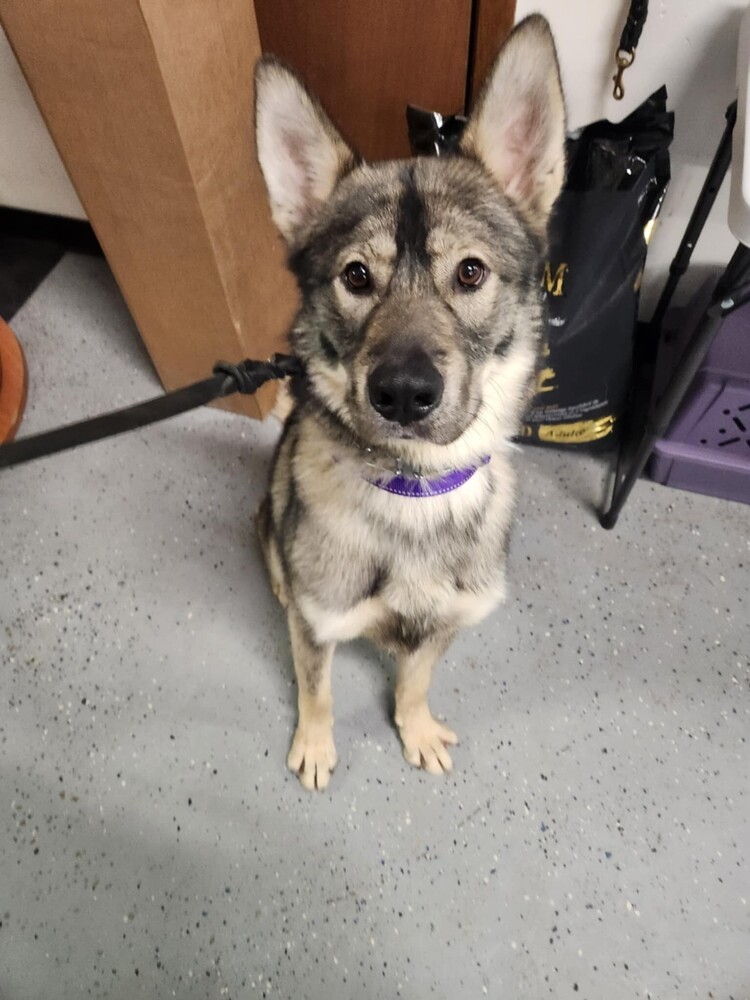 Leif, an adoptable German Shepherd Dog, Husky in Suamico, WI, 54173 | Photo Image 1