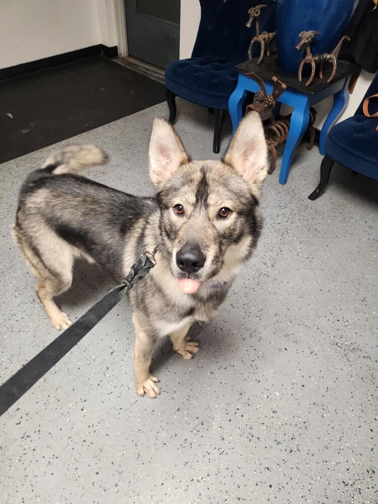 Leif, an adoptable German Shepherd Dog, Husky in Suamico, WI, 54173 | Photo Image 2
