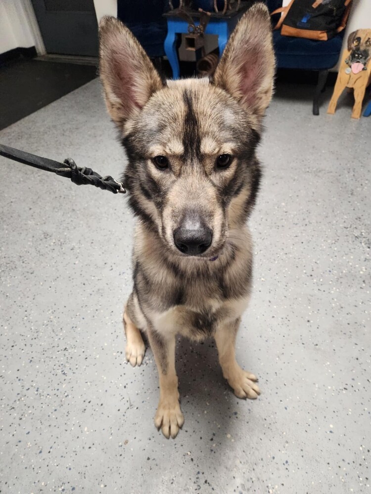 Leif, an adoptable German Shepherd Dog, Husky in Suamico, WI, 54173 | Photo Image 3