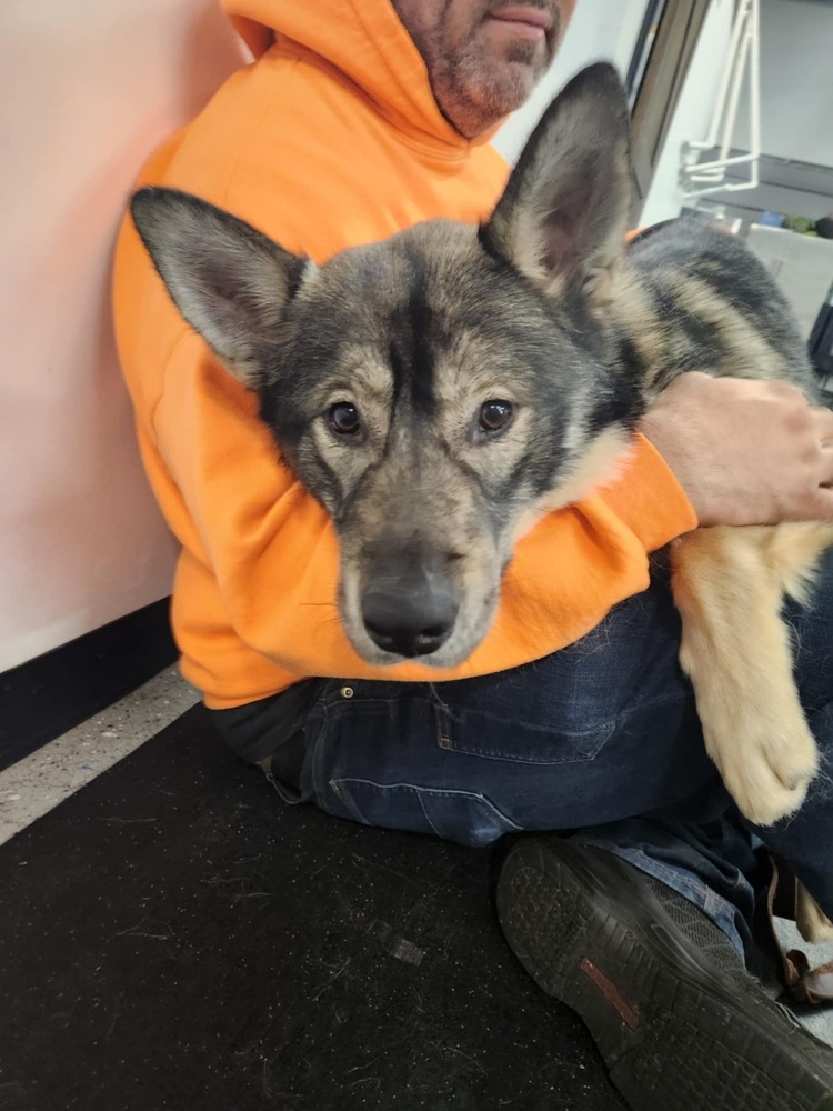 Leif, an adoptable German Shepherd Dog, Husky in Suamico, WI, 54173 | Photo Image 4
