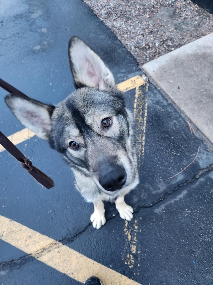Leif, an adoptable German Shepherd Dog, Husky in Suamico, WI, 54173 | Photo Image 5