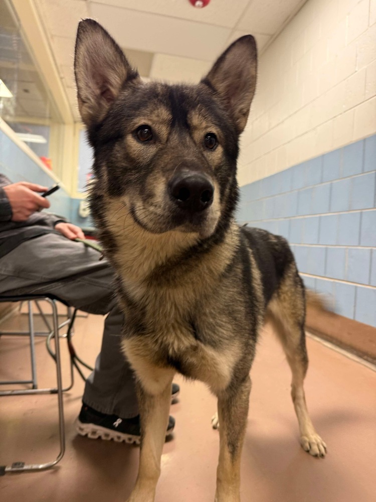 Leif, an adoptable German Shepherd Dog, Husky in Suamico, WI, 54173 | Photo Image 6