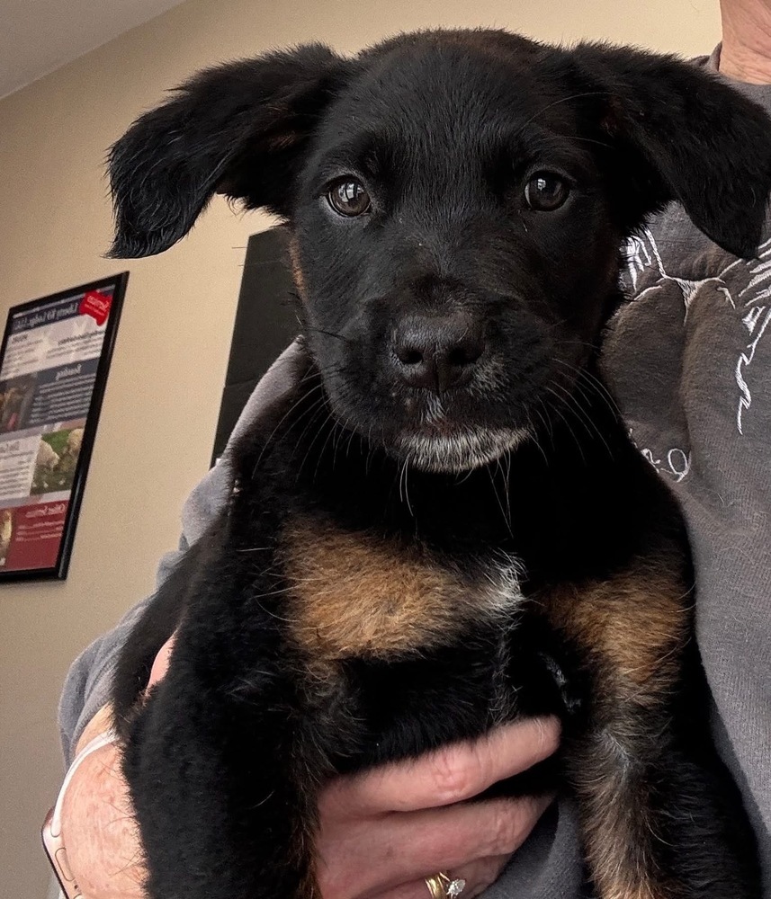 Cub, an adoptable German Shepherd Dog in Suamico, WI, 54173 | Photo Image 1