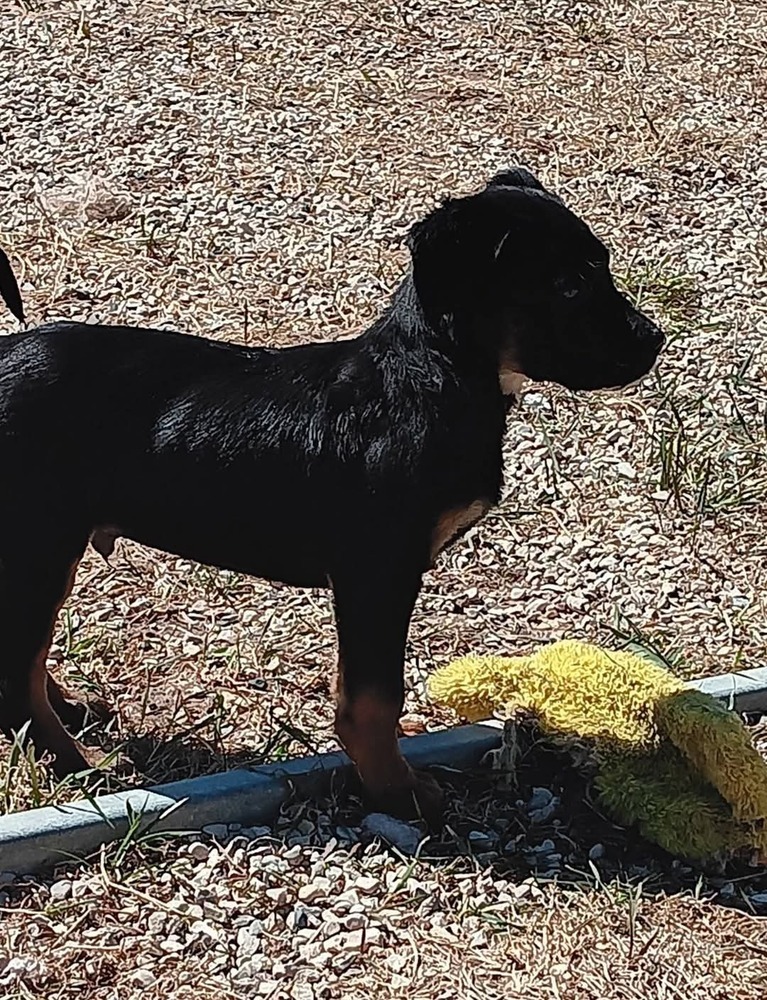 Cub