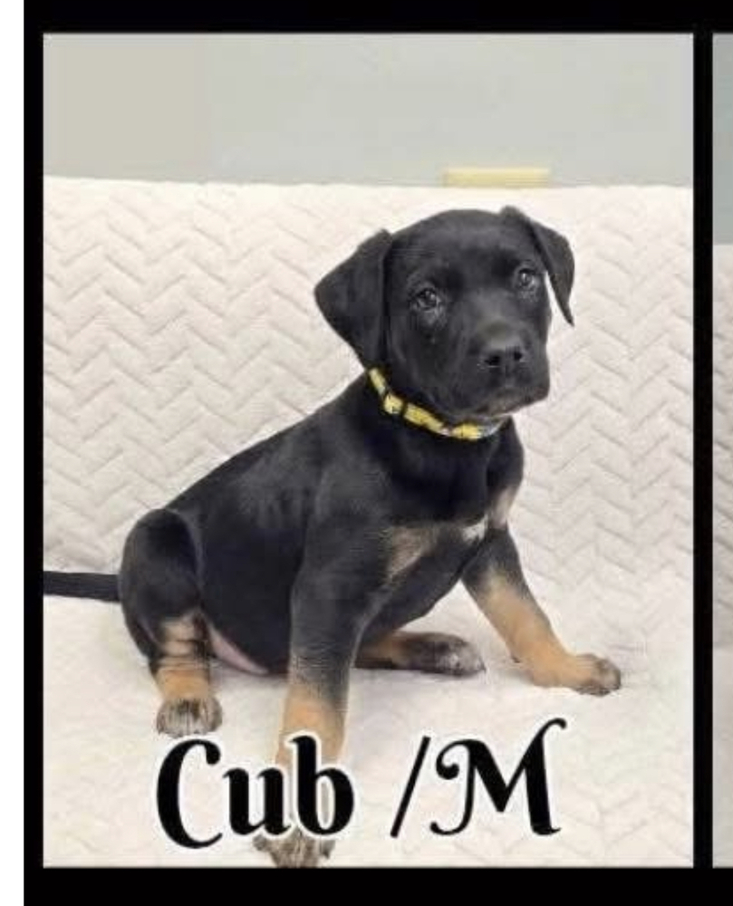 Cub, an adoptable German Shepherd Dog in Suamico, WI, 54173 | Photo Image 3