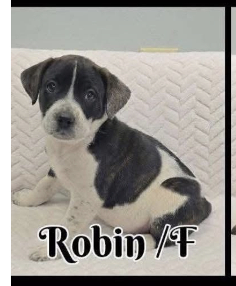 Robin, an adoptable German Shepherd Dog in Suamico, WI, 54173 | Photo Image 2