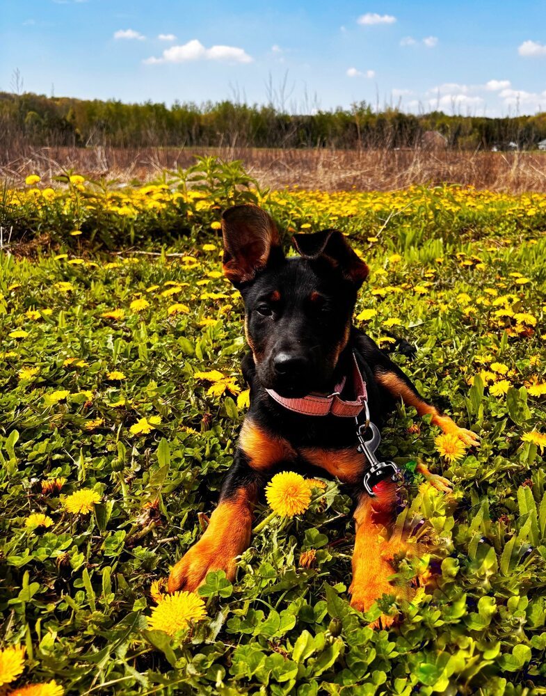 Bunny, an adoptable German Shepherd Dog in Suamico, WI, 54173 | Photo Image 1