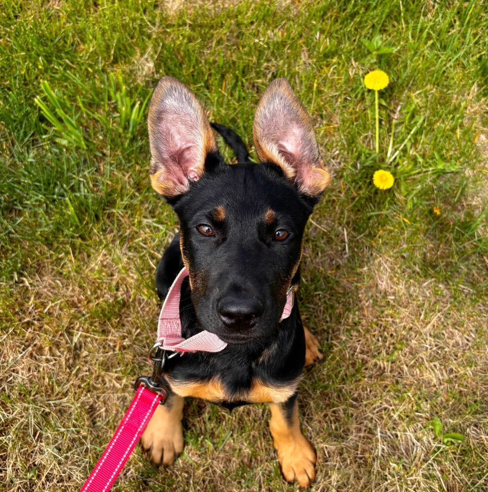 Bunny, an adoptable German Shepherd Dog in Suamico, WI, 54173 | Photo Image 2