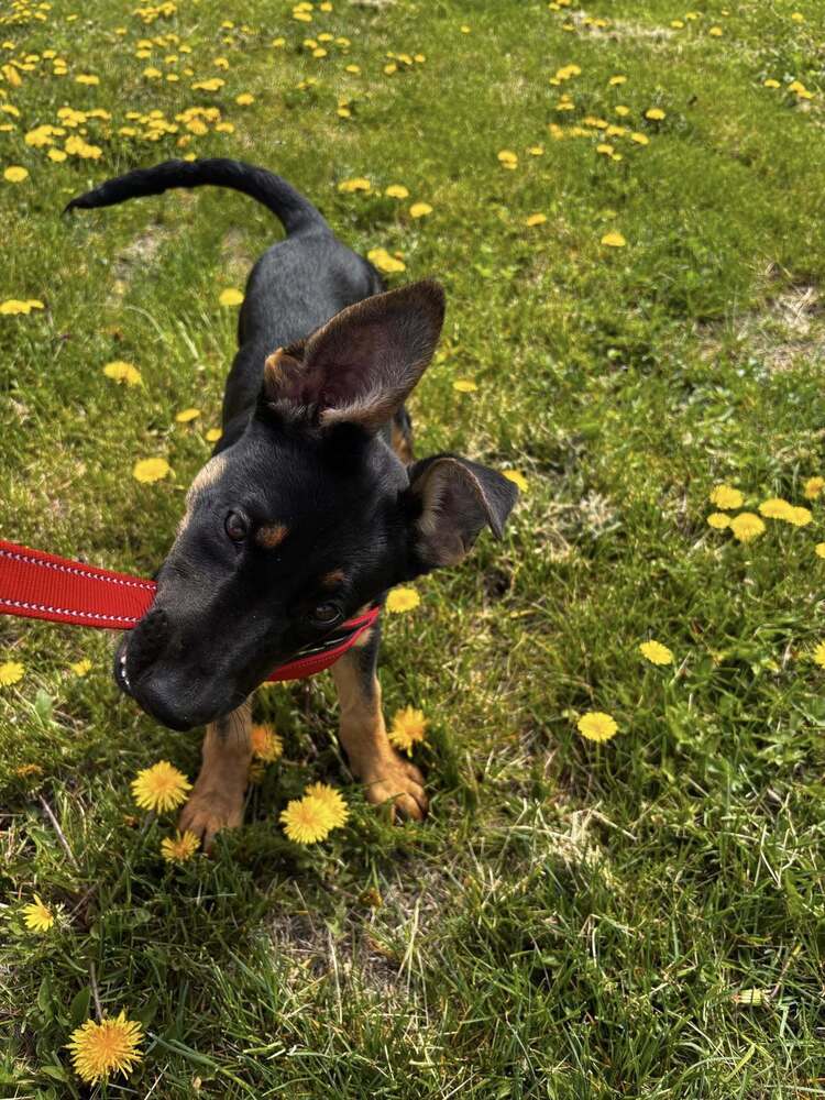 Bunny, an adoptable German Shepherd Dog in Suamico, WI, 54173 | Photo Image 3