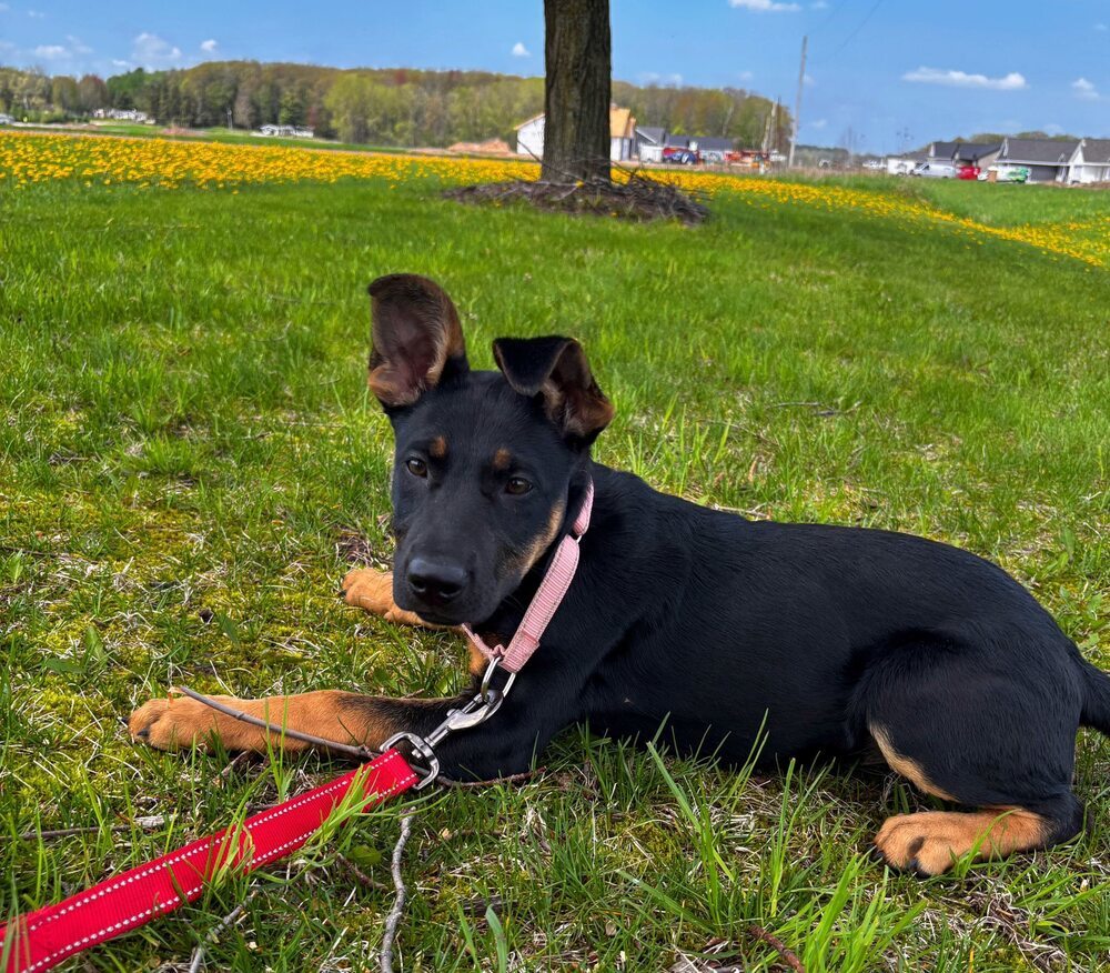 Bunny, an adoptable German Shepherd Dog in Suamico, WI, 54173 | Photo Image 4