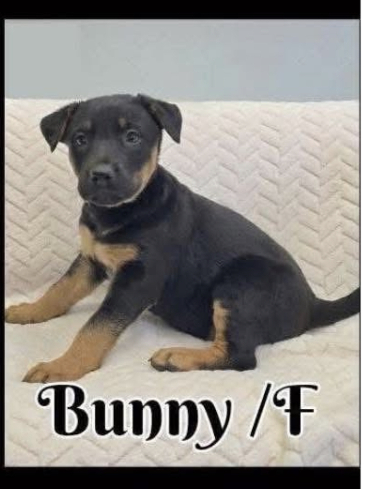 Bunny, an adoptable German Shepherd Dog in Suamico, WI, 54173 | Photo Image 5