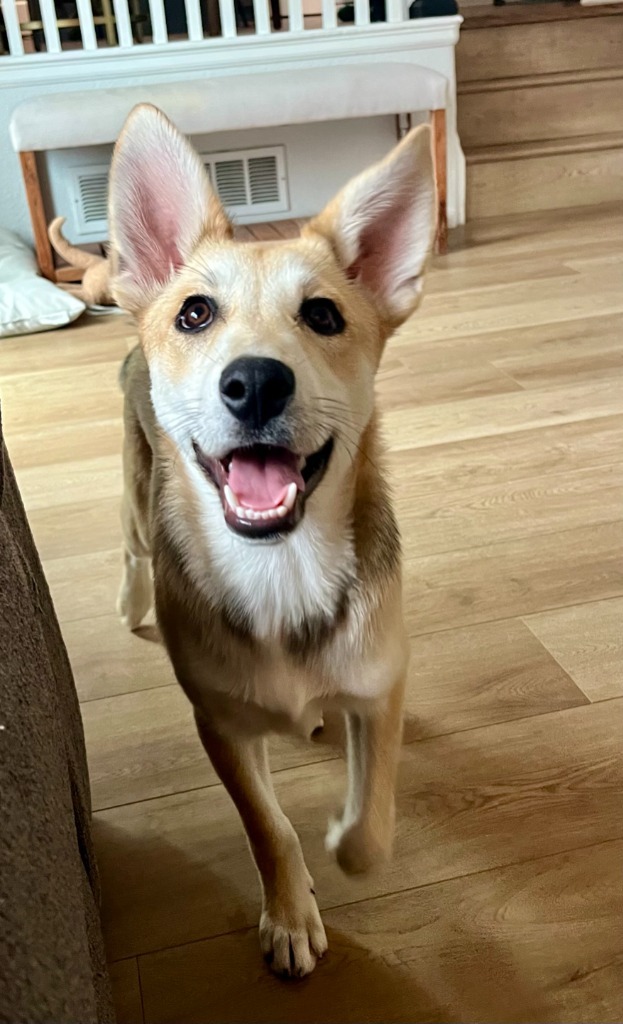 Dasos