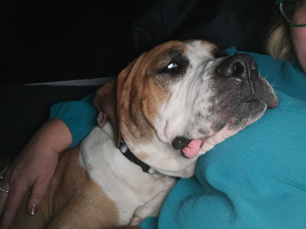 Duke