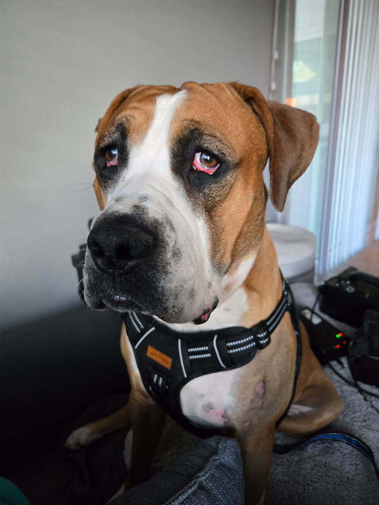 Duke