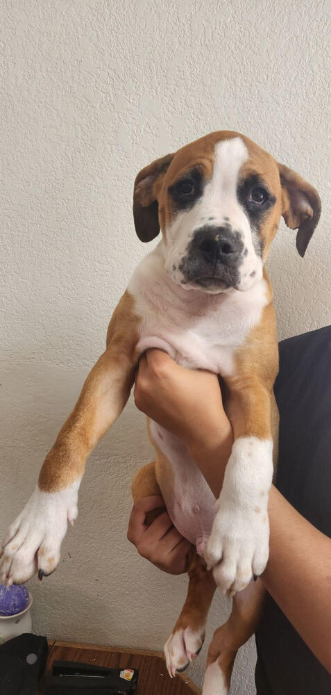 Duke