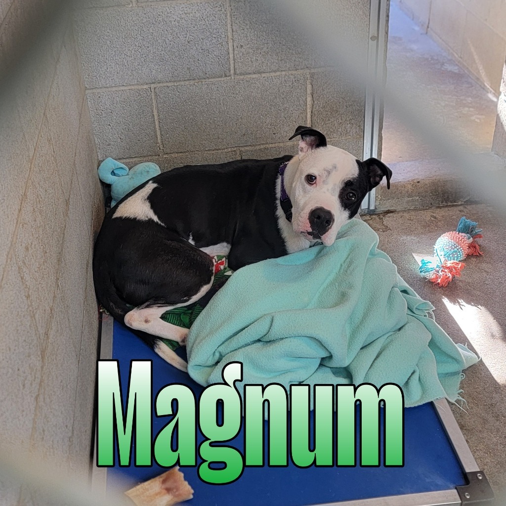 Magnum