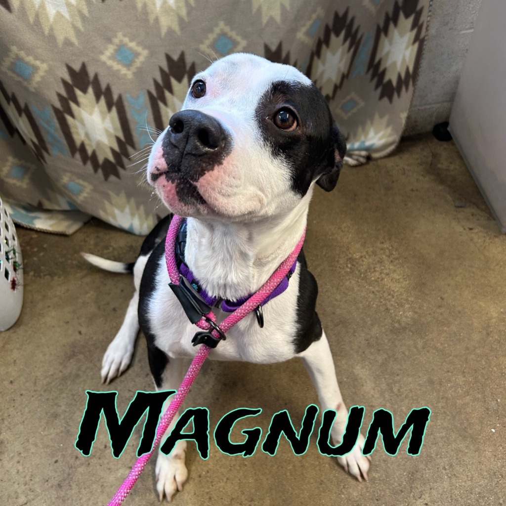Magnum