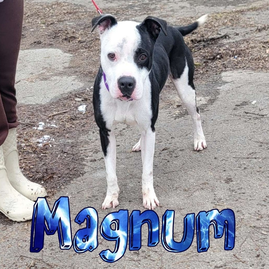 Magnum