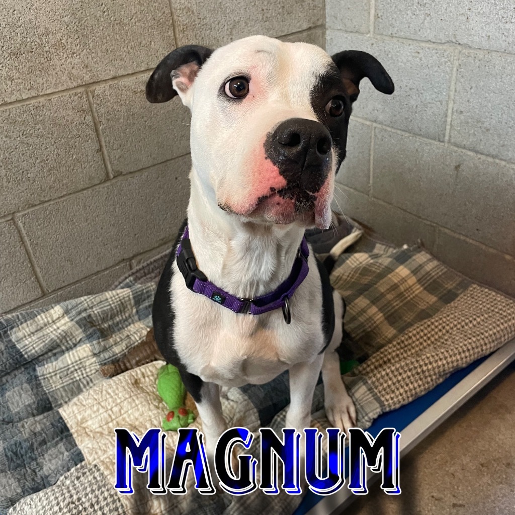 Magnum