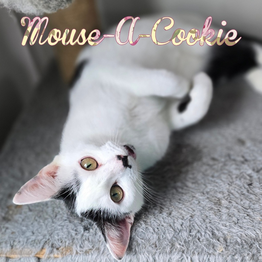 Mouse-A-Cookie