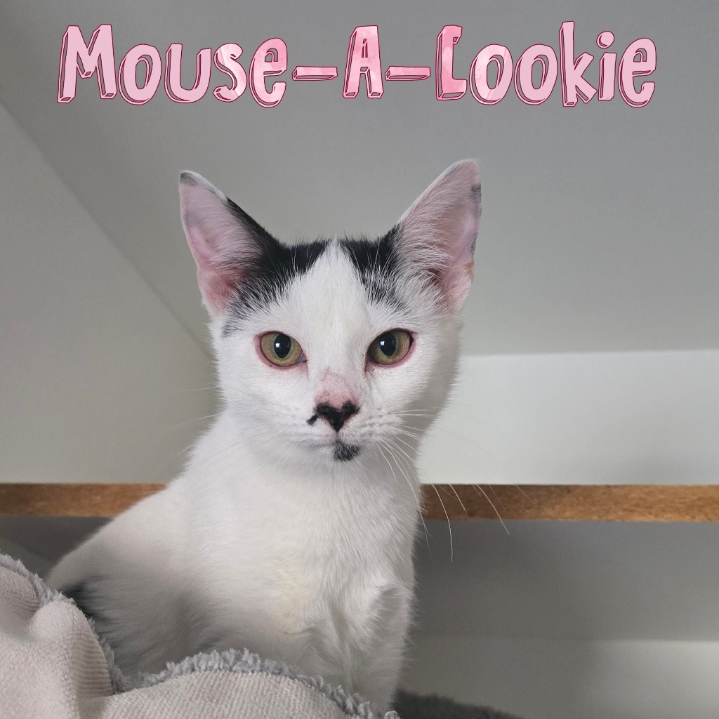 Mouse-A-Cookie