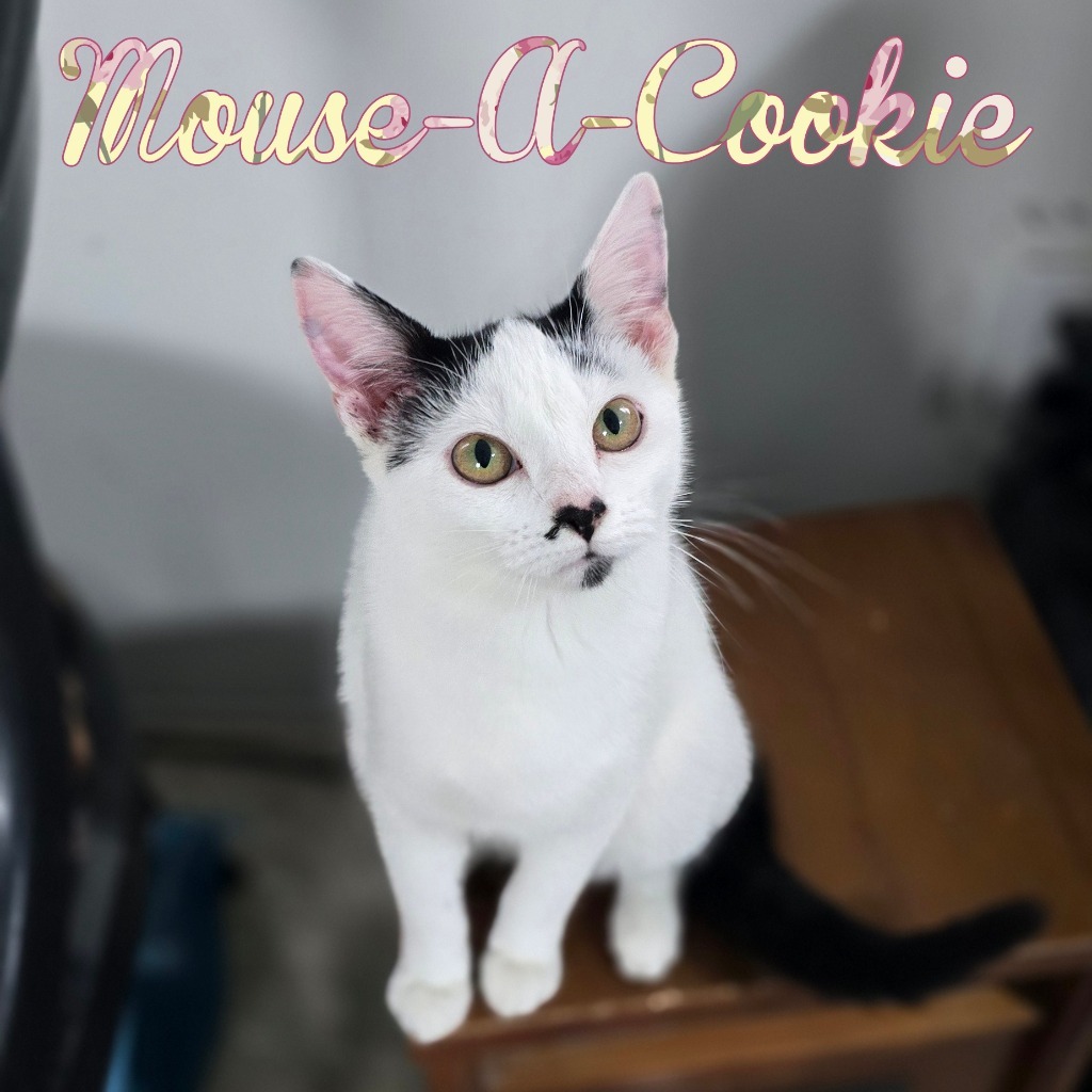 Mouse-A-Cookie
