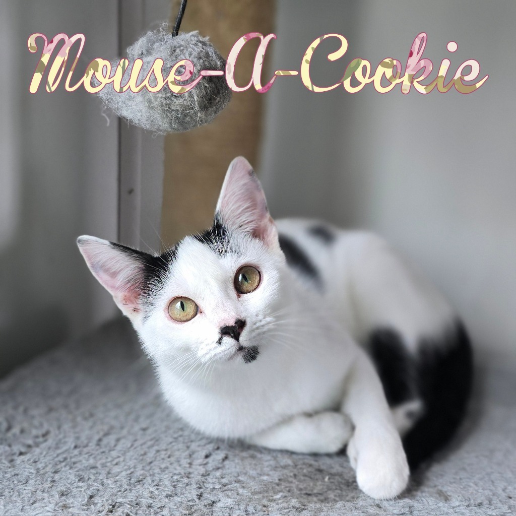 Mouse-A-Cookie
