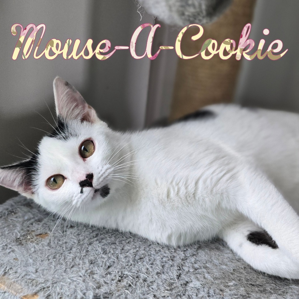 Mouse-A-Cookie