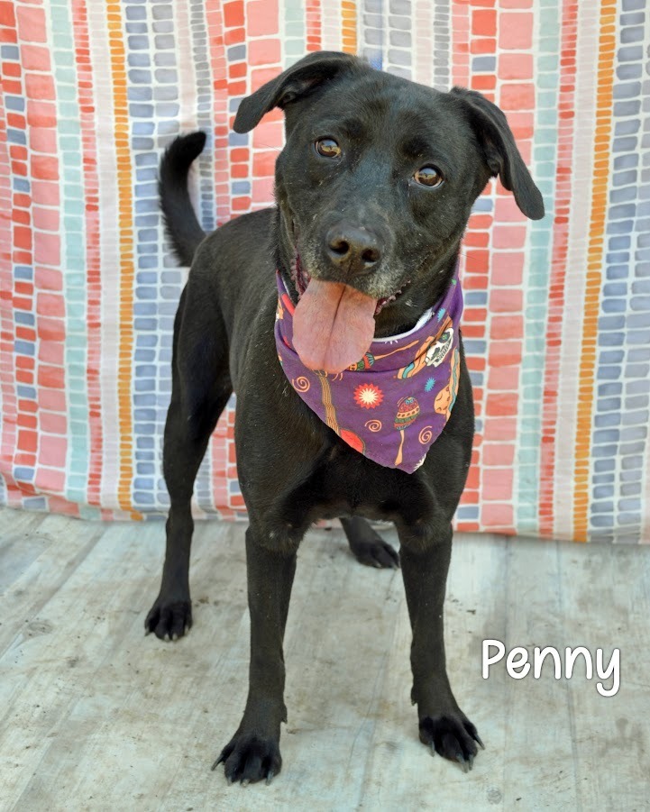 Penny