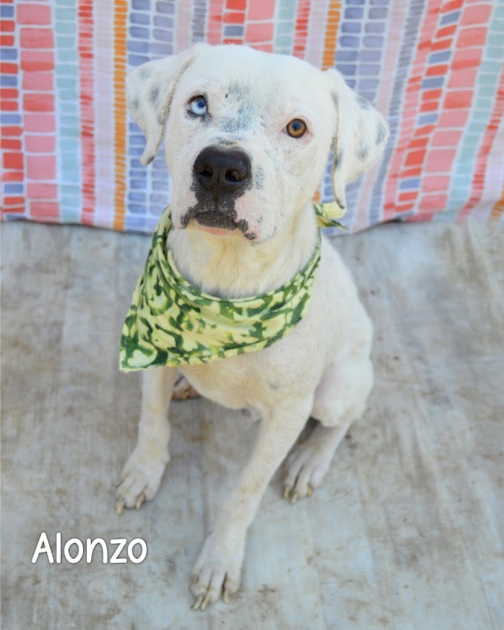 Alonzo