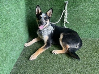 HARPER