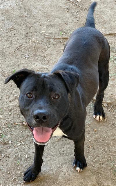 Dog
