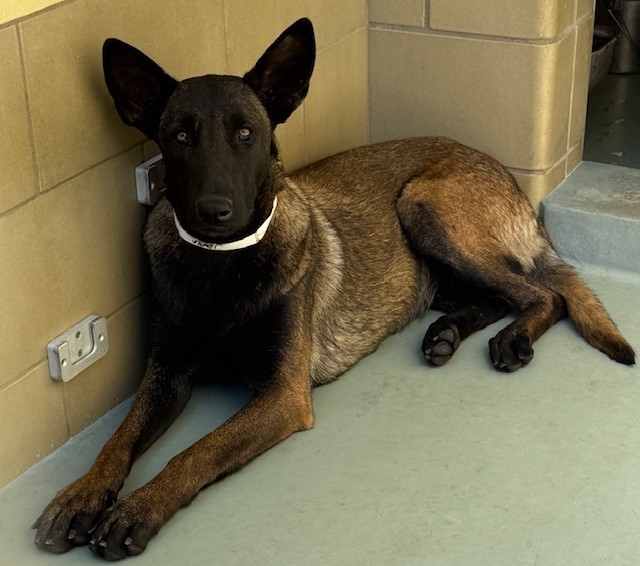 Dog