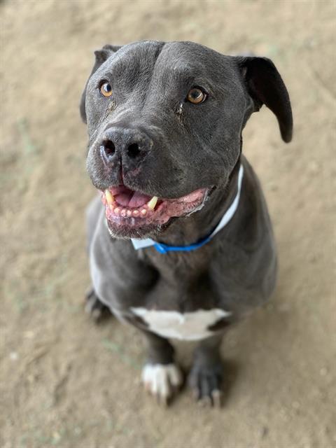 Dog