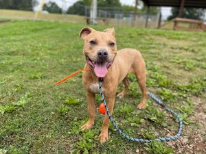 Pathos was found with two dog buddies running in the Porter School area Hes a one-year-old tan Ame