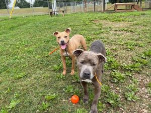 Pathos Pit Bull Terrier Dog