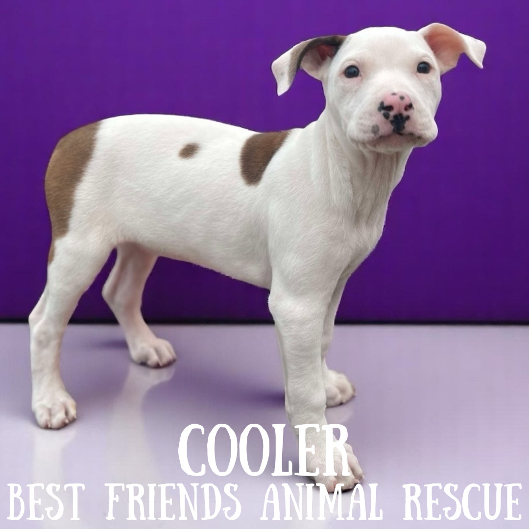 Cooler, an adoptable American Bulldog in Wasilla, AK, 99654 | Photo Image 1