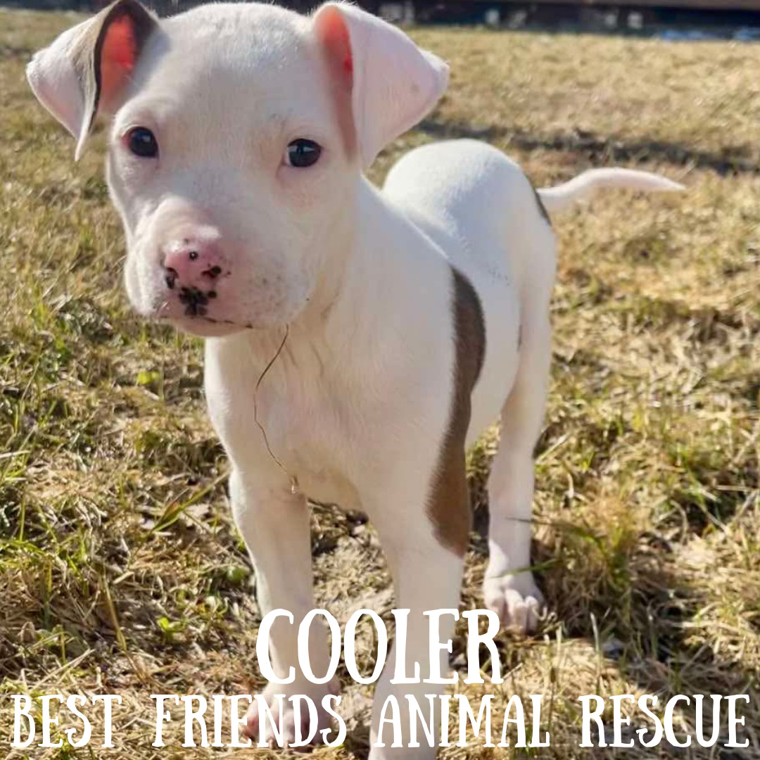 Cooler, an adoptable American Bulldog in Wasilla, AK, 99654 | Photo Image 2