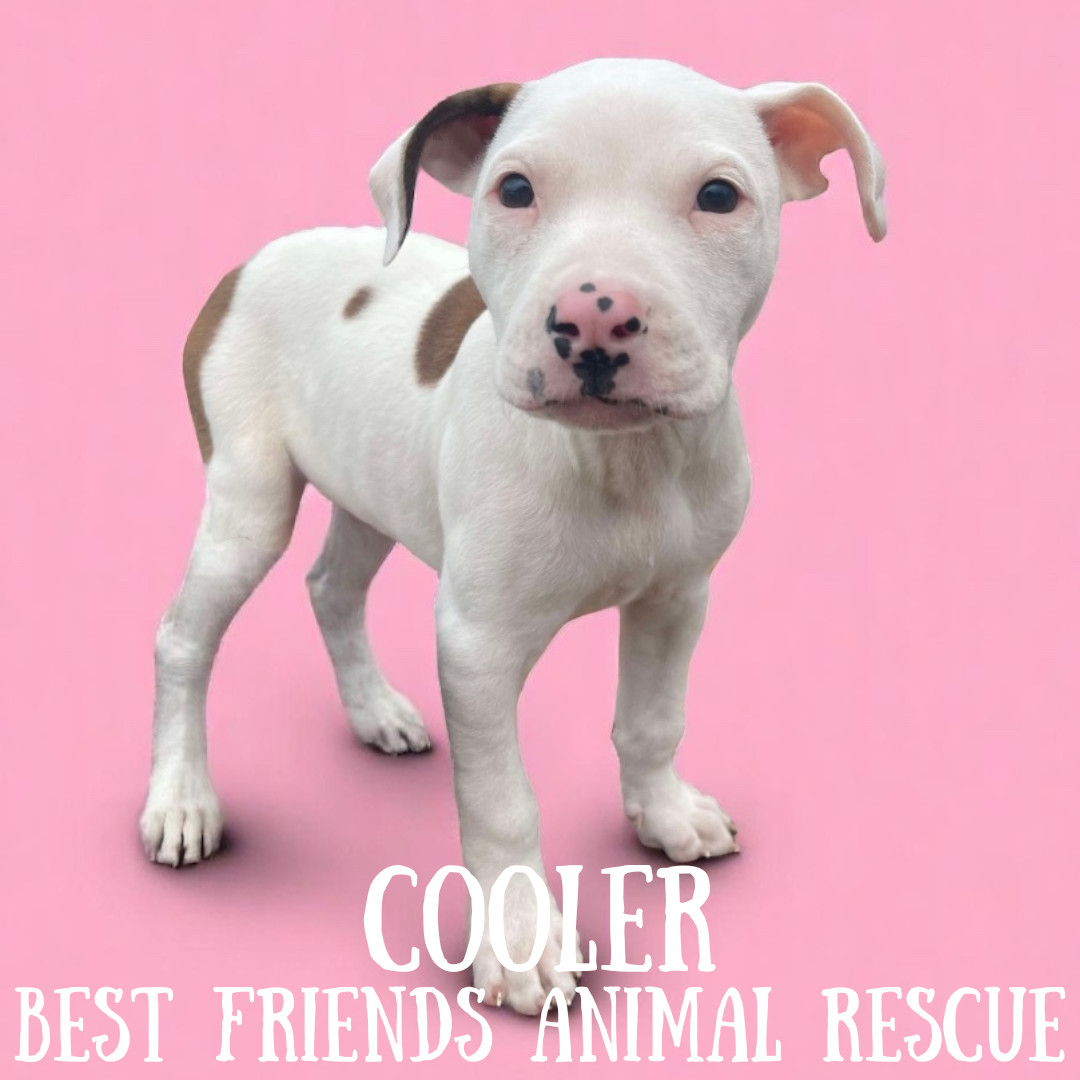Cooler, an adoptable American Bulldog in Wasilla, AK, 99654 | Photo Image 3