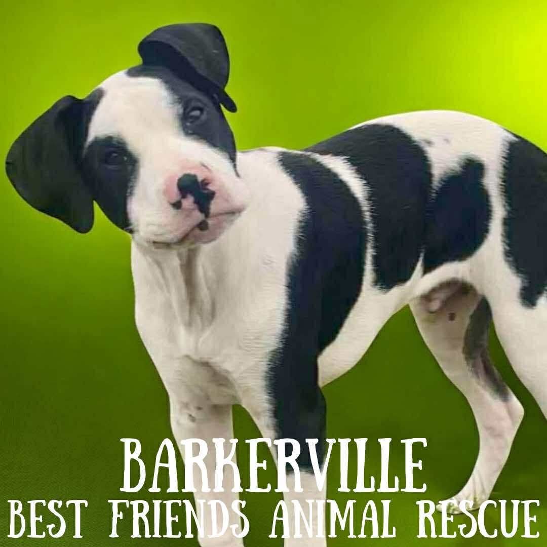 Barkerville, an adoptable American Bulldog in Wasilla, AK, 99654 | Photo Image 1