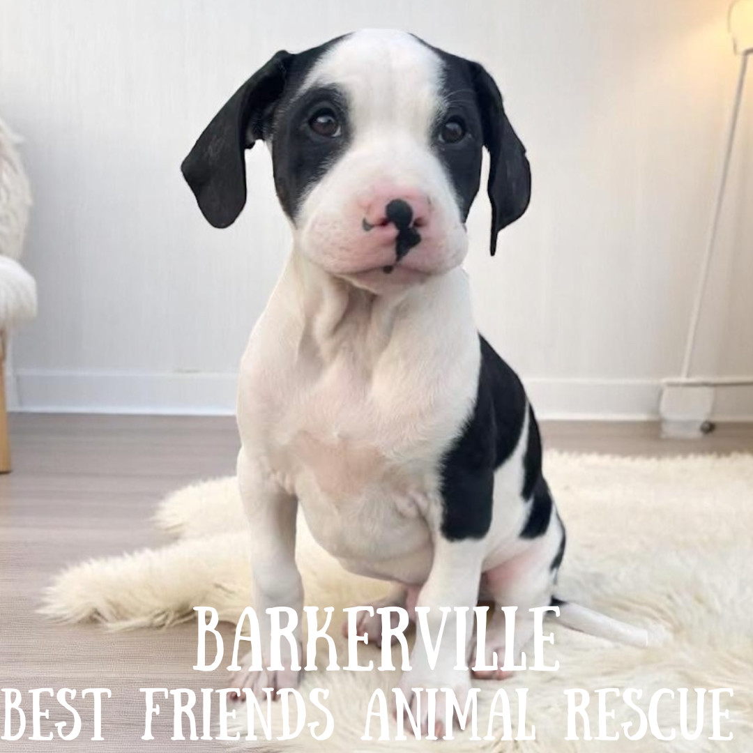 Barkerville, an adoptable American Bulldog in Wasilla, AK, 99654 | Photo Image 2