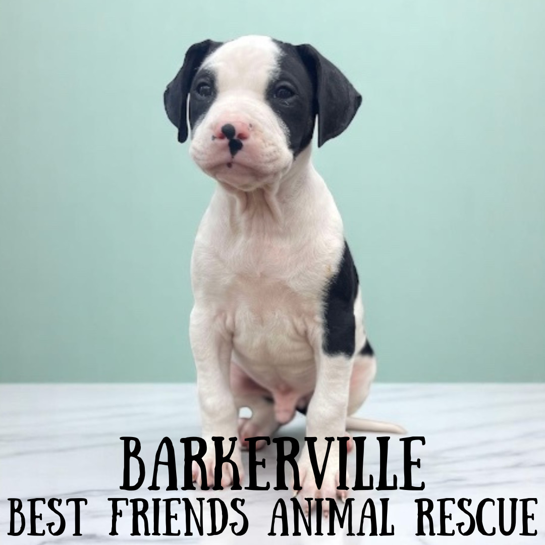 Barkerville, an adoptable American Bulldog in Wasilla, AK, 99654 | Photo Image 3