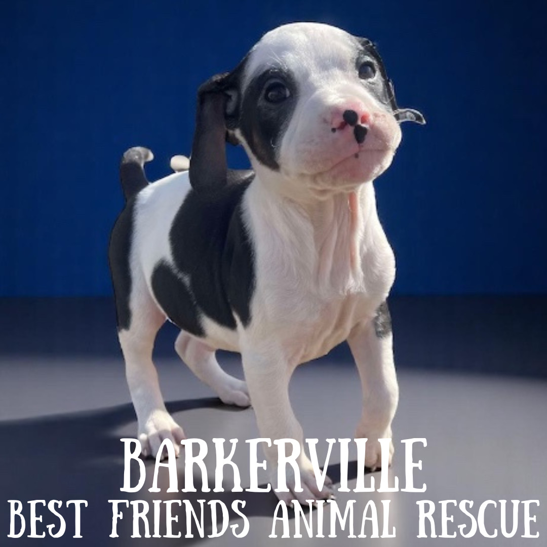 Barkerville, an adoptable American Bulldog in Wasilla, AK, 99654 | Photo Image 4