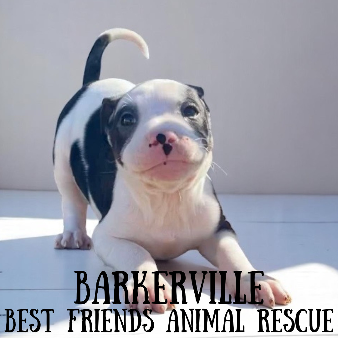 Barkerville, an adoptable American Bulldog in Wasilla, AK, 99654 | Photo Image 5