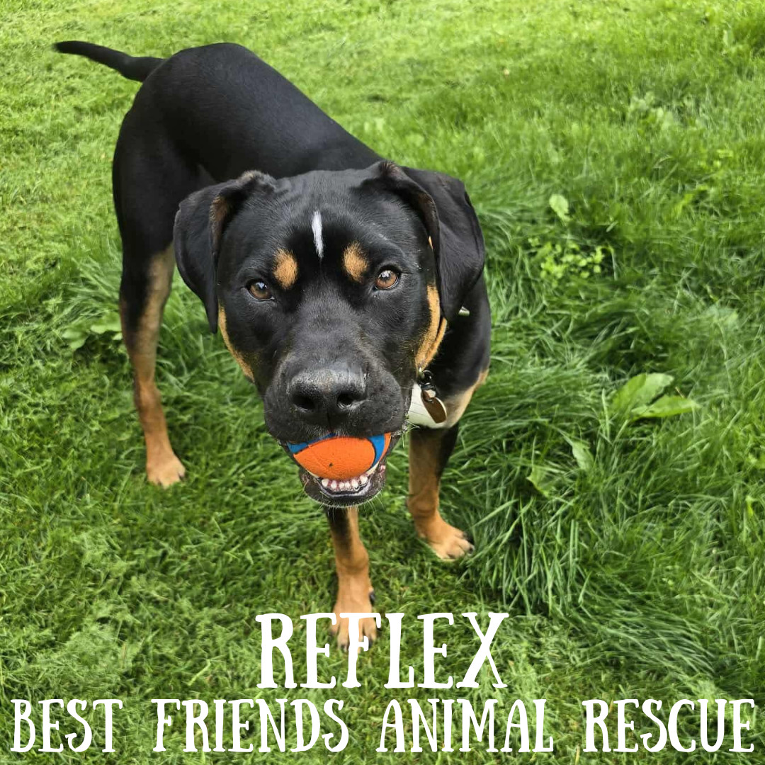 Reflex, an adoptable American Bulldog in Wasilla, AK, 99654 | Photo Image 1
