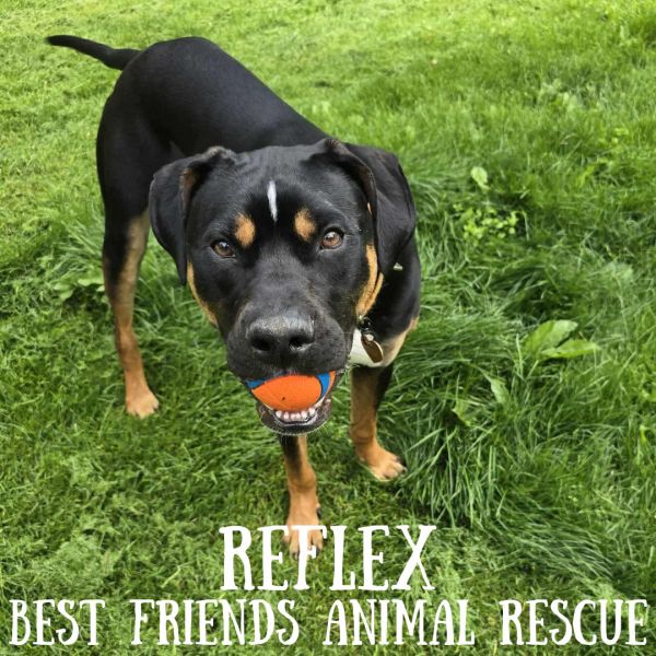 Reflex
