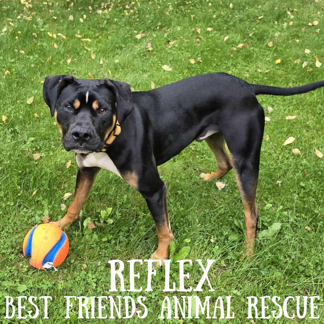 Reflex, an adoptable American Bulldog in Wasilla, AK, 99654 | Photo Image 1