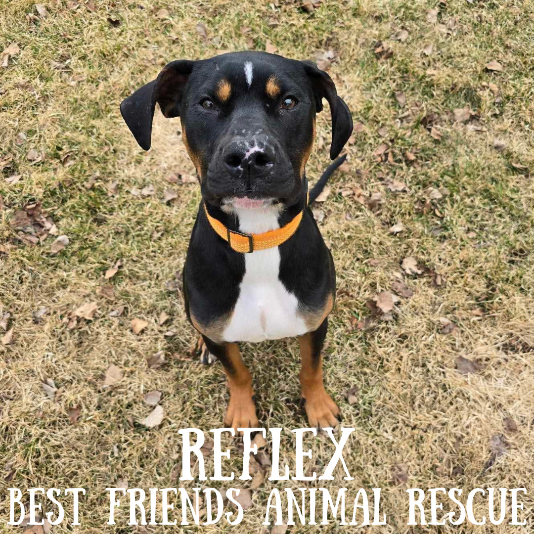 Reflex