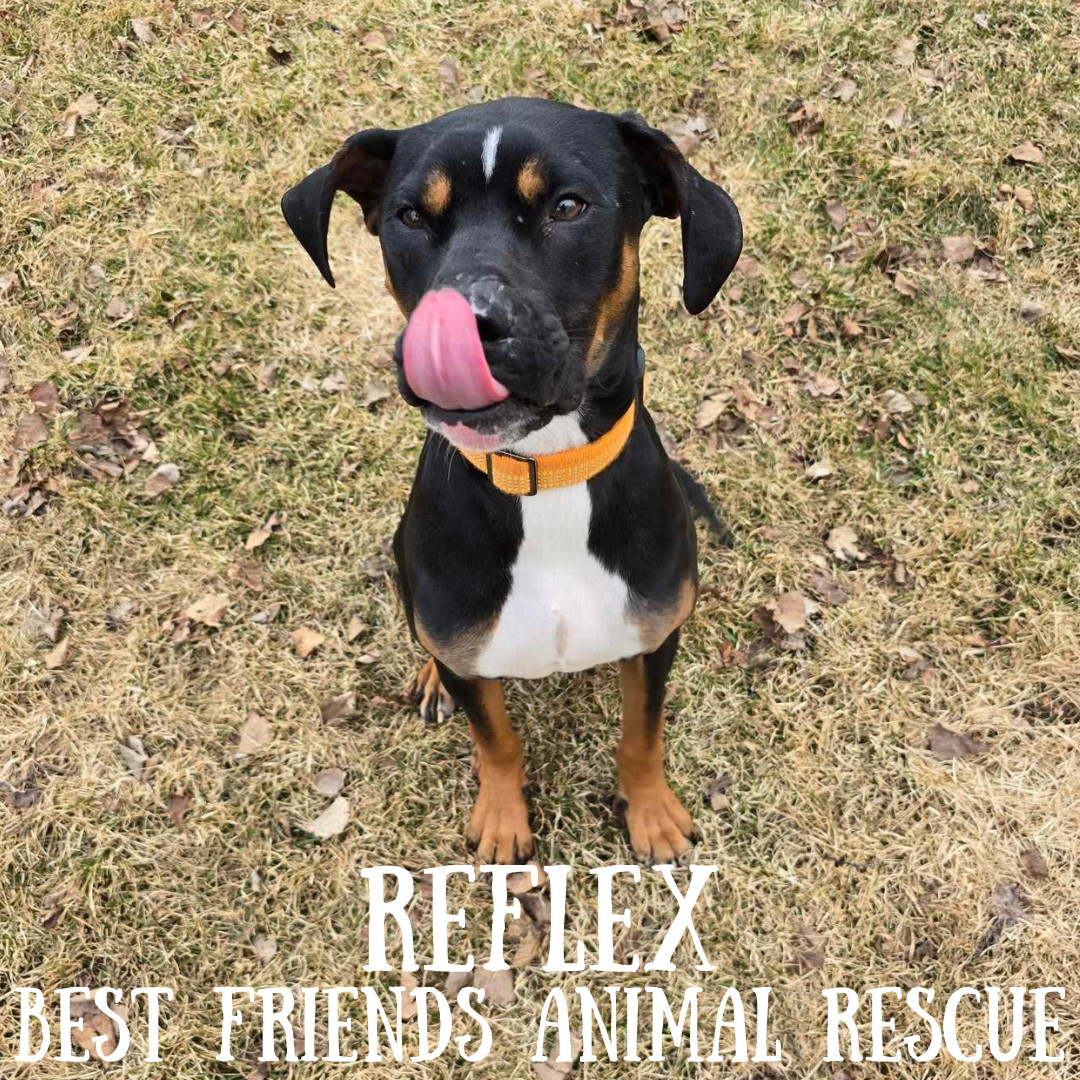 Reflex