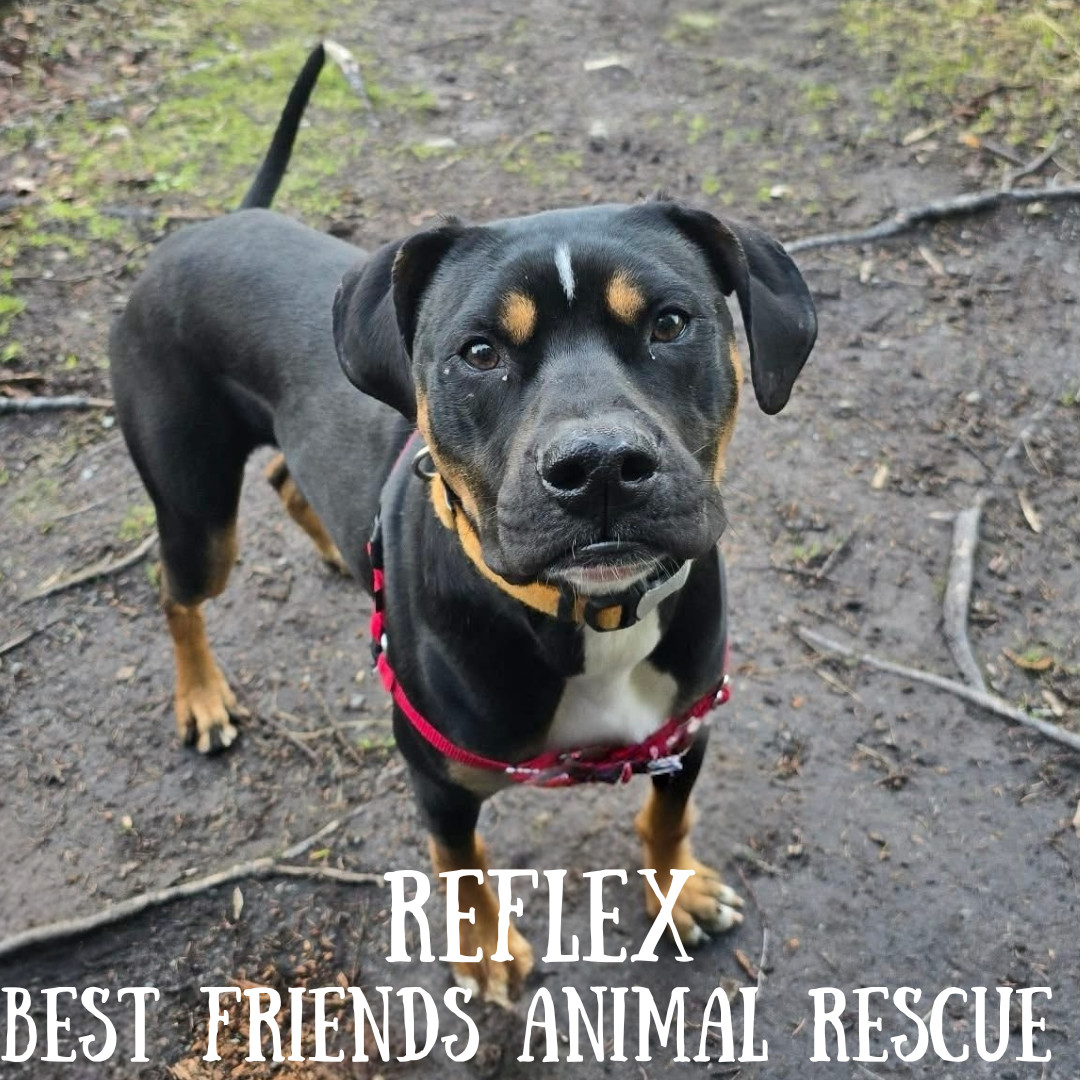 Reflex, an adoptable American Bulldog in Wasilla, AK, 99654 | Photo Image 3